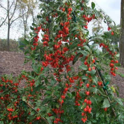 R2123 GOJI BERRIES frosthart scharlachrot gesunde Früchte dornig