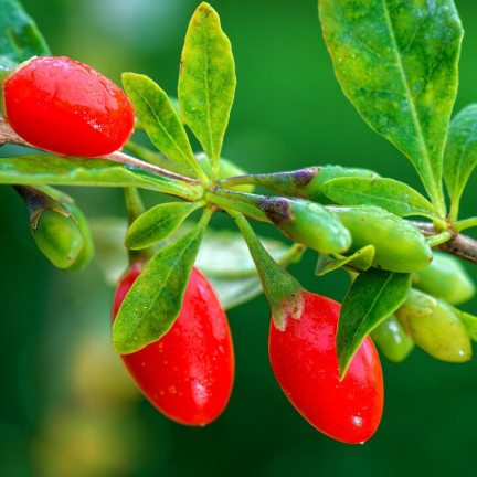 R2123 GOJI BERRIES frosthart scharlachrot gesunde Früchte dornig
