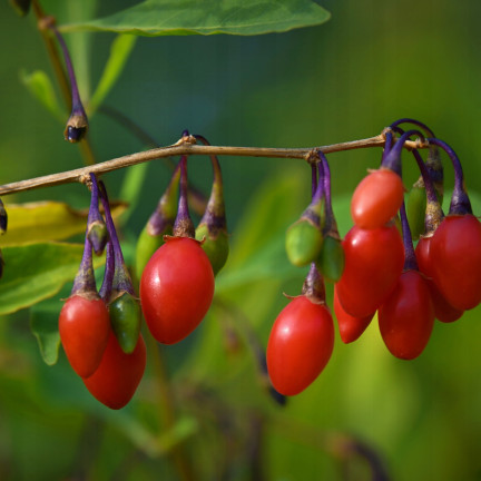 R2123 GOJI BERRIES frosthart scharlachrot gesunde Früchte dornig
