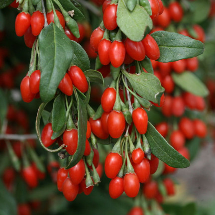 R2123 GOJI BERRIES frosthart scharlachrot gesunde Früchte dornig