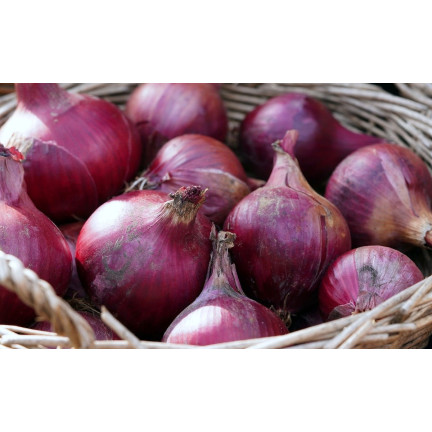 W1258 RED BARON RED CILIZON SEED für Salate 3G