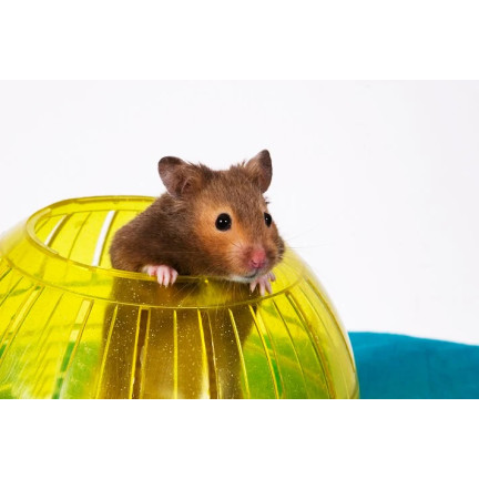 TG64360 HAMSTERBALL NAGETIER LAUFSPIELZEUG