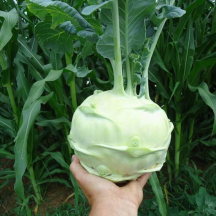 W1075 Giant kohlrabi seeds, white flesh, tasty, non-woody, high yield, plenty of flesh1G
