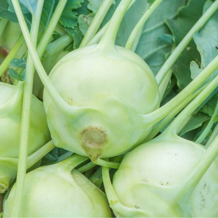 W1075 Giant kohlrabi seeds, white flesh, tasty, non-woody, high yield, plenty of flesh1G