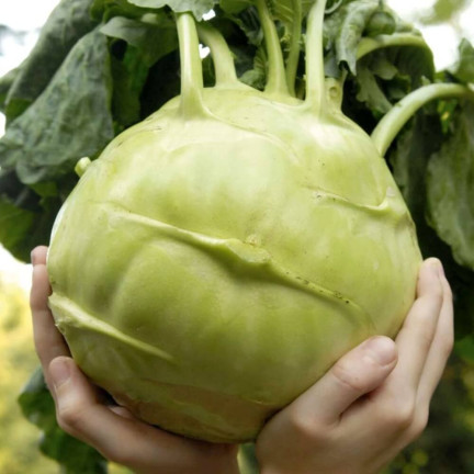 W1075 Giant kohlrabi seeds, white flesh, tasty, non-woody, high yield, plenty of flesh1G
