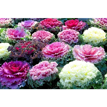 R2130 SMĚS SEMEN OKRASNÉHO ZELÍ KUDRNATÉHO JEDNOLETÉHO VÍCEBAREVNÉHO