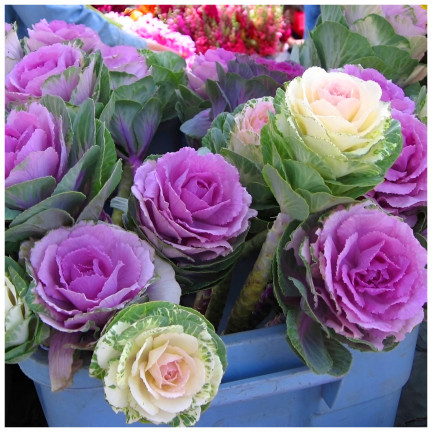 R2130 SMĚS SEMEN OKRASNÉHO ZELÍ KUDRNATÉHO JEDNOLETÉHO VÍCEBAREVNÉHO