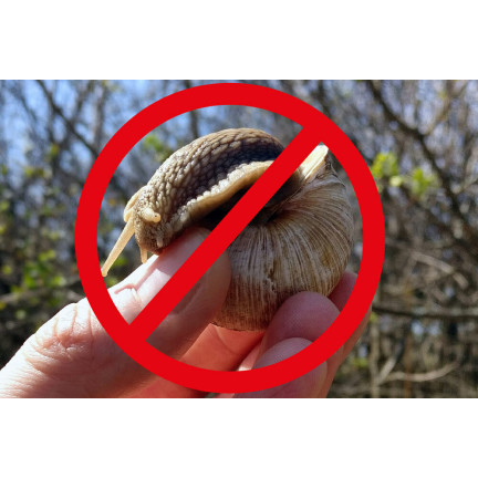 M5017 ANTI-SCHNECKEN-MISCHBAND 7M SAMEN AUF BAND BLUMEN GEGEN SCHNECKEN
