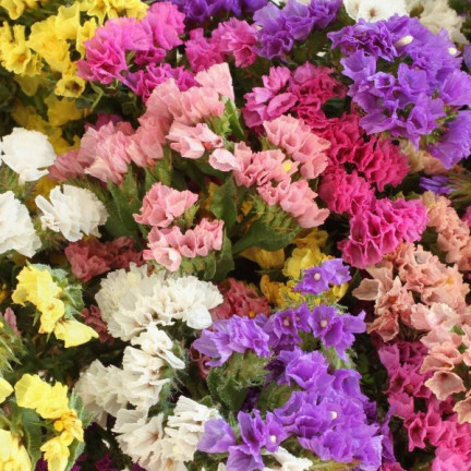 R2528 ROCKSPRING MIX OF UNIQUE COLORS BLUMENSAMEN FÜR TROCKENSTRÄUSSE