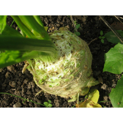 Albin Celery Root, Celery Seeds, Toraf 0.5 g