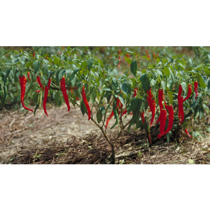 W1137 DE CAYENNE HOT CHILLI PFEFFERSAMEN PIKANT 0,5G