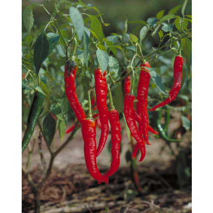W1137 DE CAYENNE HOT CHILLI PFEFFERSAMEN PIKANT 0,5G