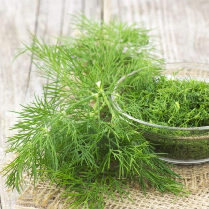 W1093 DILL DILLSAMEN FRÜH ZUM BEIZEN 5G