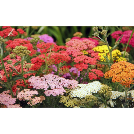 R2140 KRWAWNIK POSPOLITY MIX NASION BYLINA RABATOWA ZADARNIAJĄCA NA KWIATY CIĘTE