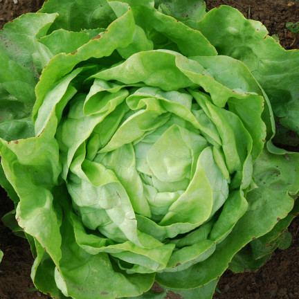 T8013 MAJOR KING'S BRASSLEY SAY auf 6M SEED TAPE