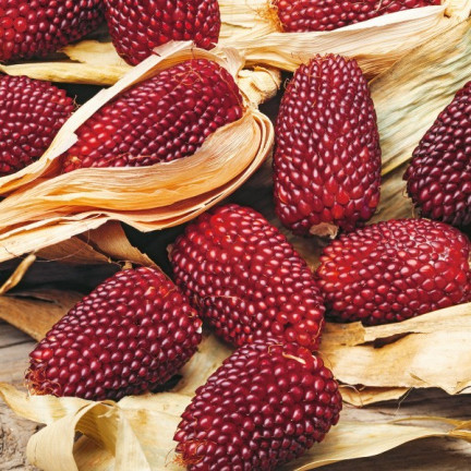 R2141 KUKURYDZA OZDOBNA nasiona TRUSKAWKOWA dekoracji bukietów suszki wianki 2g