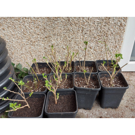 TG67330 P7 VÝROBNÍ KVĚTINÁČE PRO VÝSADBU SAZENIC PLODIN 12KS/KPL