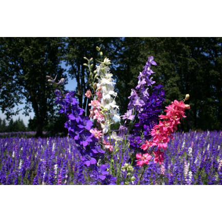 R2801 ZAHRADNÍ CESMÍNA PLNÁ SMĚS LETNÍ KVĚTY CESMÍNY 1G SEMEN