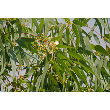 R6083 Toraf 10pcs Eukalyptus richtige Samen Immergrüner Baum Ätherische Öle Sträuße