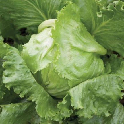 W1212 KNACKIGER EISBERGSALAT KÖNIGIN DES SOMMERS FRÜHGEMÜSESALAT SAMEN 1G