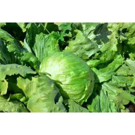 W1212 KNACKIGER EISBERGSALAT KÖNIGIN DES SOMMERS FRÜHGEMÜSESALAT SAMEN 1G