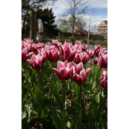CEB2 LILA TULPE CLAUDIA BLUMENZWIEBEL 50 STÜCK.