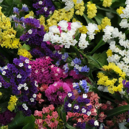 R2528 ROCKSPRING MIX OF UNIQUE COLORS BLUMENSAMEN FÜR TROCKENSTRÄUSSE