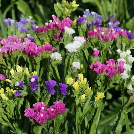 R2528 ROCKSPRING MIX OF UNIQUE COLORS BLUMENSAMEN FÜR TROCKENSTRÄUSSE
