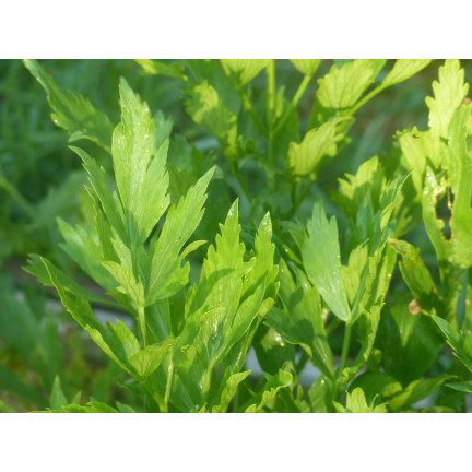 Z3017 LIEBSTÖCKEL GARTEN KRÄUTER SAMEN MEHRJÄHRIGE GEWÜRZ AROMATISCH MAGI 1G
