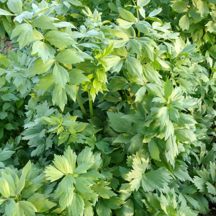 Z3017 LIEBSTÖCKEL GARTEN KRÄUTER SAMEN MEHRJÄHRIGE GEWÜRZ AROMATISCH MAGI 1G