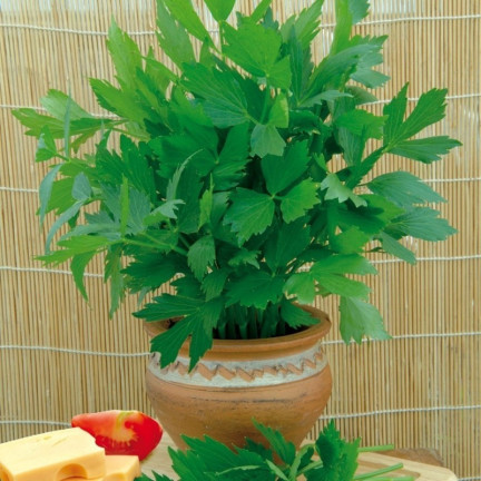 Z3017 LIEBSTÖCKEL GARTEN KRÄUTER SAMEN MEHRJÄHRIGE GEWÜRZ AROMATISCH MAGI 1G