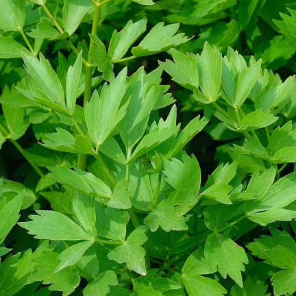 Z3017 LIEBSTÖCKEL GARTEN KRÄUTER SAMEN MEHRJÄHRIGE GEWÜRZ AROMATISCH MAGI 1G