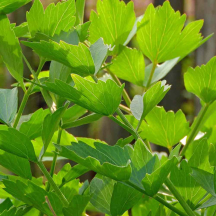 Z3017 LIEBSTÖCKEL GARTEN KRÄUTER SAMEN MEHRJÄHRIGE GEWÜRZ AROMATISCH MAGI 1G
