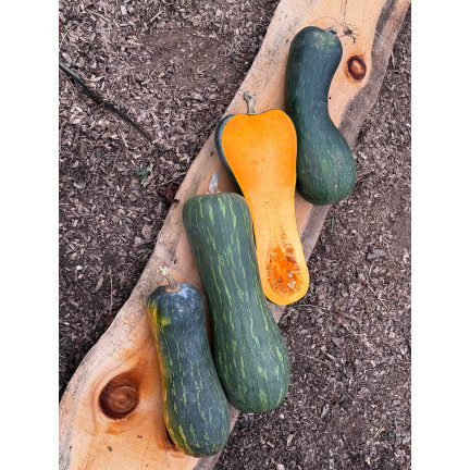 W1245 DÝNĚ MÁSLOVÁ CUCURBITA MOSCHATA JEMNÁ PŘÍCHUŤ DÝŇOVÁ SEMÍNKA 5G