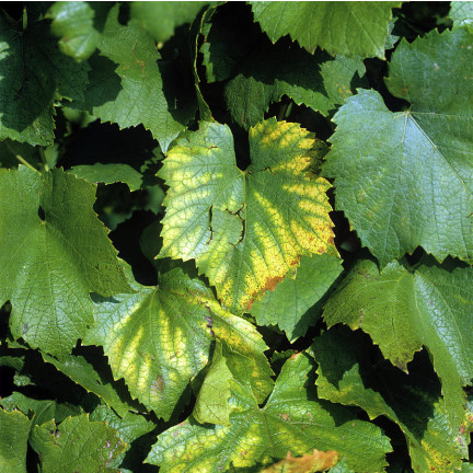 SUM41 Help Plant MG Hořčík na choroby rostlin 20 g Sumin
