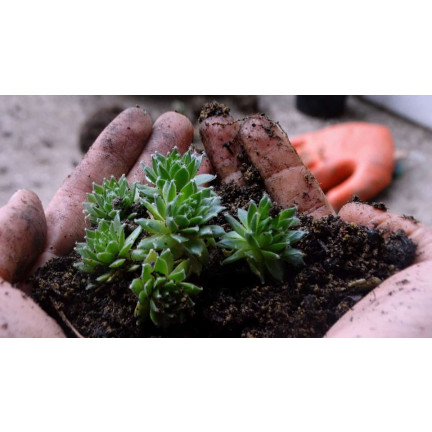 BIO10 ZEMINA PRO KAKTUSY A SUKULENTY ALOE VERA PROPUSTNÁ 5L