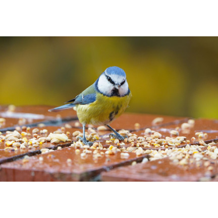 Wildvogelmischung, Ganzjahresfutter, Getreidekörner, Turdus 1kg