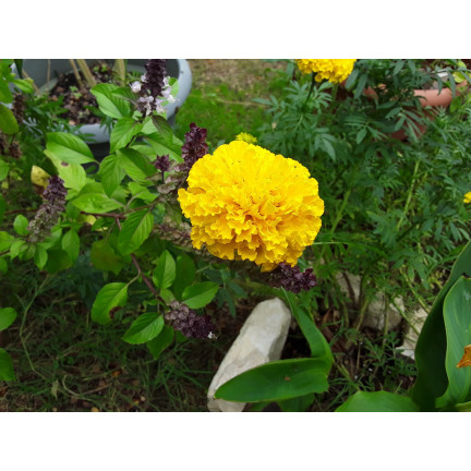 Large-flowered Tagetes 'Moonlight', Tagetes flower seeds, edible flowers, 1 g