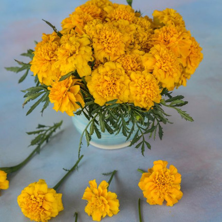 R2005 GYPSY SUNSHINE NIEDRIG GELB SAMTENE SAMEN 1G