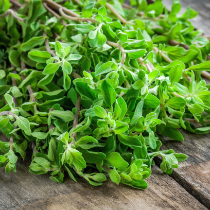 Z3018 SEMÍNKA MAJORÁNKY AROMATICKÁ PŘÍLOHA 1G