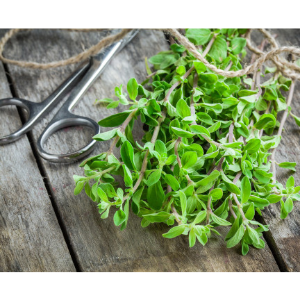Z3018 SEMÍNKA MAJORÁNKY AROMATICKÁ PŘÍLOHA 1G
