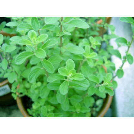 Z3018 SEMÍNKA MAJORÁNKY AROMATICKÁ PŘÍLOHA 1G