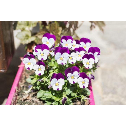 R9985 HORNVIOLETT DREIFARBIG JOHNY JUMP UP 0.3G SAMEN