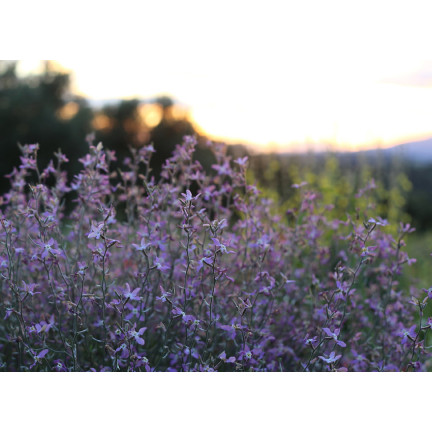 R0555 DVOUSETLETÁ OKRASNÁ ROSTLINA VOŇAVÉ SEMENO 3G