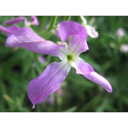 R0555 DVOUSETLETÁ OKRASNÁ ROSTLINA VOŇAVÉ SEMENO 3G