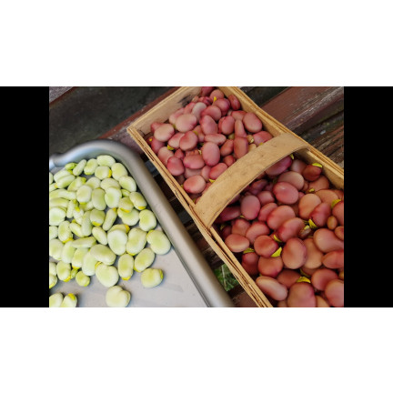 W1007 BÓB KARMAZYN Vicia faba L. var. major karminowo-czerwonej plenny smaczny wczesny 30G