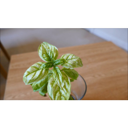 SUM40 HELP PLANT IRON (FE) 20ML, Blattdünger, verhindert physiologische Krankheiten und Wachstumshemmungen