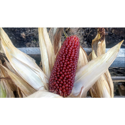 R2141 KUKURYDZA OZDOBNA nasiona TRUSKAWKOWA dekoracji bukietów suszki wianki 2g