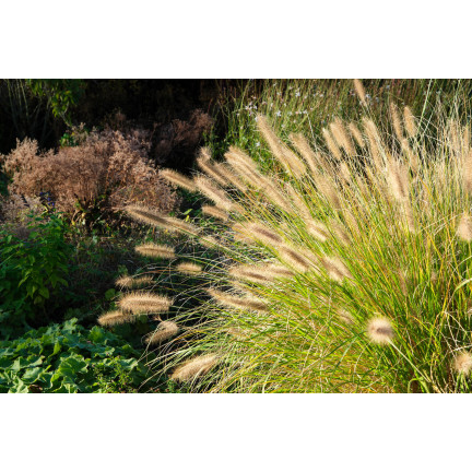 R2251 Pennisetum villosum (hairy pennisetum) – annual, feathery clumps, 12 plants