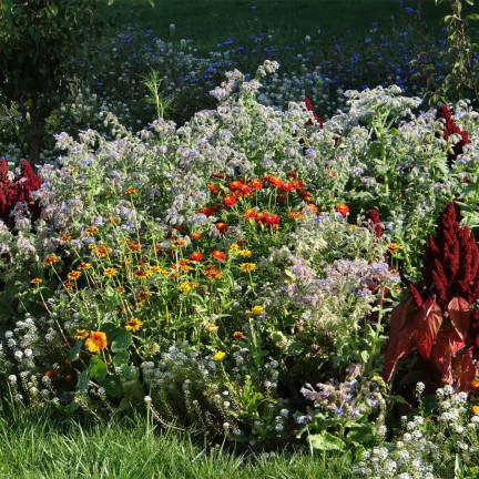 M5017 ANTI-SCHNECKEN-MISCHBAND 7M SAMEN AUF BAND BLUMEN GEGEN SCHNECKEN